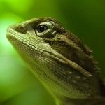 Bartagame.de