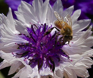 More than Honey -Weltweites Bienensterben